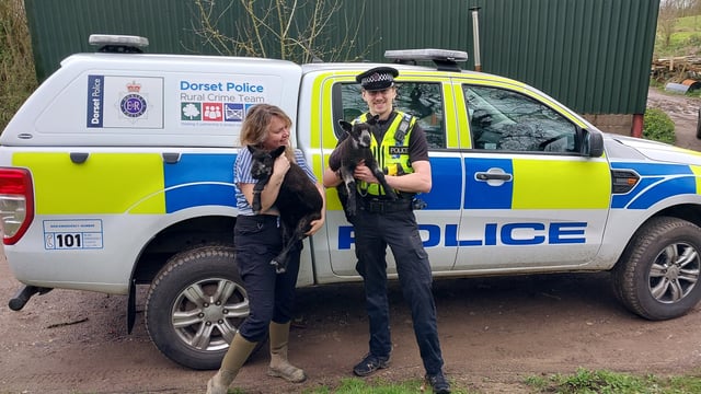 Dorset rural crime team recovers 2 stolen blue texel lambs