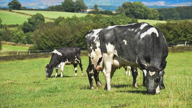 50% of NI dairy farms non-compliant with river pollution regulations