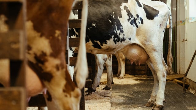 Bird flu confirmed in person who had contact with infected cattle
