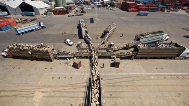 Australian live sheep exports by sea to be phased out by 2028