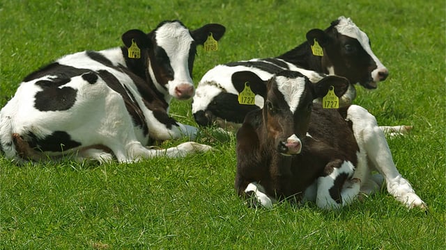 The importance of meeting heifer calf targets