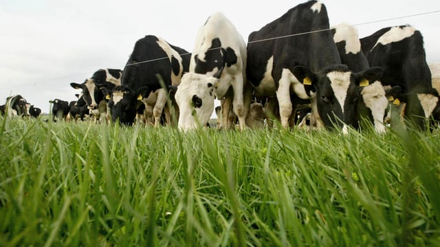 Maintaining high quality grass as growth rates continue