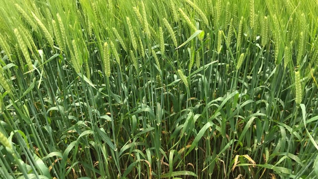 Growers must ‘minimise risk of disease strains developing’ – CAFRE