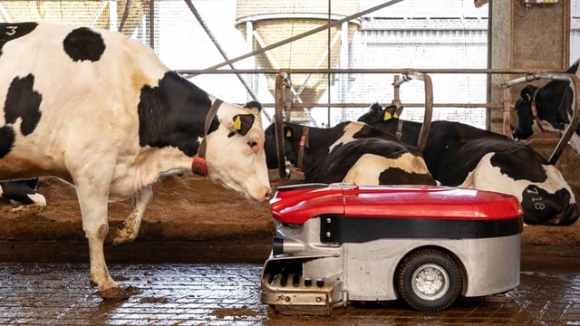 Lely Discovery Collector C2 combats lameness in cattle