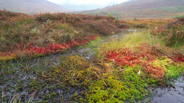 Climate charity aims to tackle peatland degradation