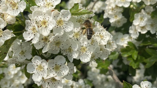 National Hedgerow Week: Celebrate the benefits