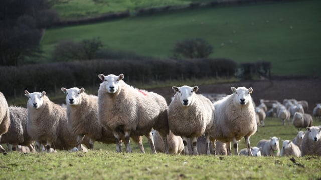 Research: Targeted use of worm treatment ‘more effective’