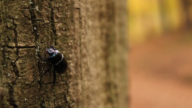 A number of new bark beetle findings confirmed in South East England