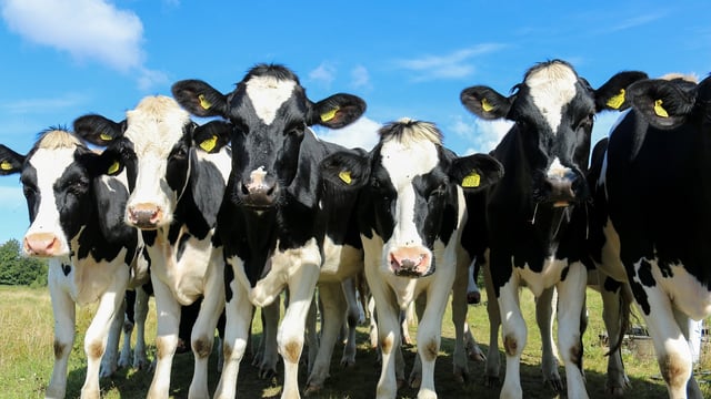 Govt sets out bluetongue disease control framework