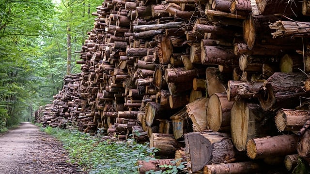 FLS to carry out ‘sustained period’ of felling work across Tweed Valley