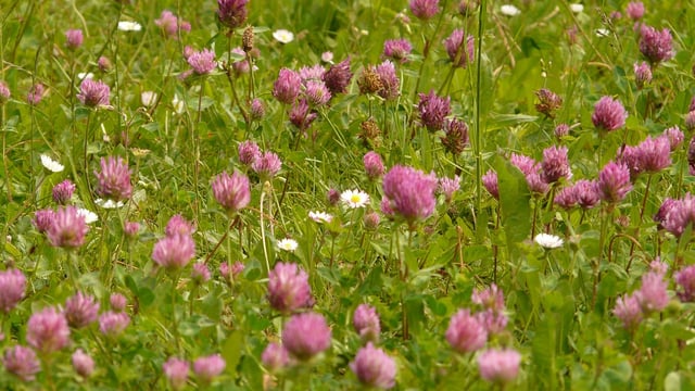 AgriSearch to host farm walk on red clover establishment