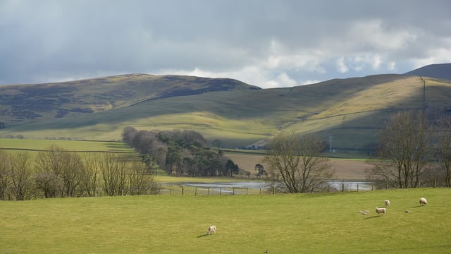 Report: Scotland’s total farm income rises by 24% in 2025