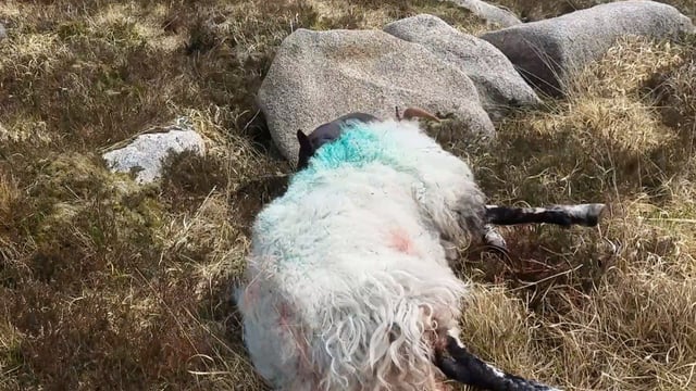 Research: UK farmers to get kits to collect canine DNA from attacked livestock