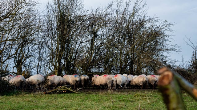 Blowfly strike warning for farmers in Northern Ireland