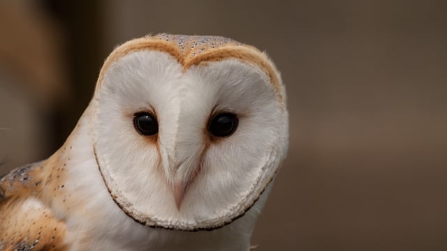 Co. Down farmer celebrates 6 years of housing barn owls