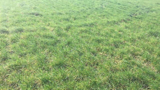 Dairy advice: Managing spring reseeded paddocks