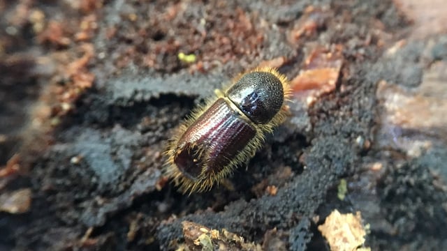 Demarcated area expanded following bark beetle discovery in East Anglia