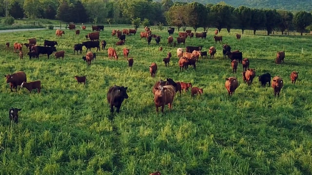 Watch: How can grazing prevent further climate change?