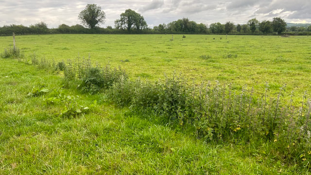 Controlling weeds in your paddocks this summer