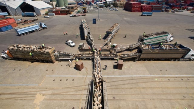 Australian live sheep export phaseout by 2028 set in law