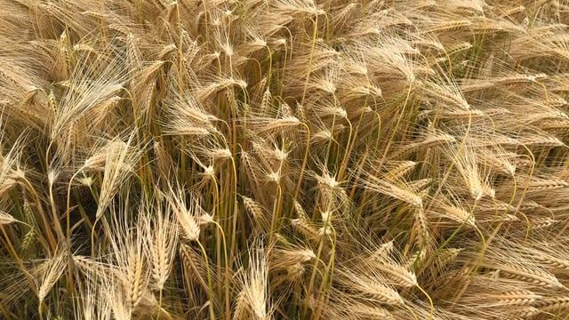 Winter barley coming in at 4.8t/ac in Co. Down