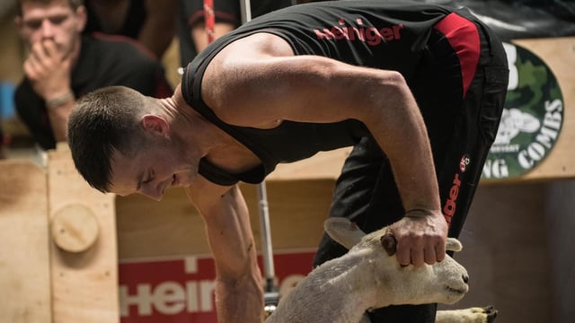 Staffordshire shearer prepares to set World Shearing Record