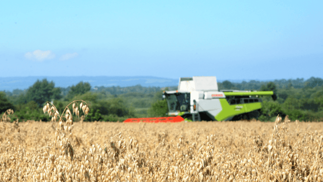 Research: 35% of oat samples contaminated with mycotoxins