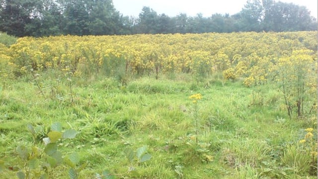 AFBI: Rise in submissions of carcasses exposed to ragwort
