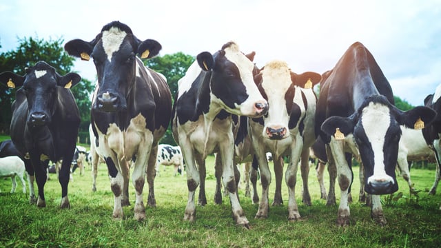 Farm business income in NI to decrease by 46% – DAERA