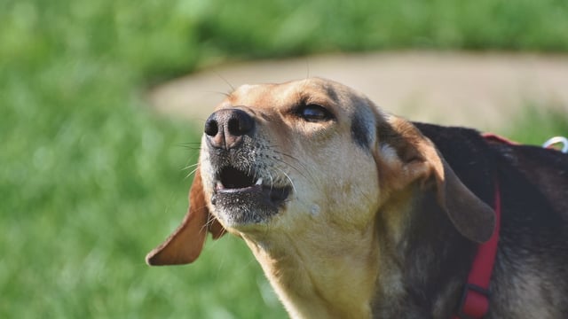 NI orgs call for dogs to be kept under control following spate of livestock attacks