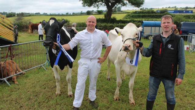 Jersey cow wins dairy inter-breed title at Newry Show
