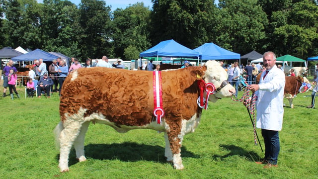 Cattle entries well up at Antrim Show 2024