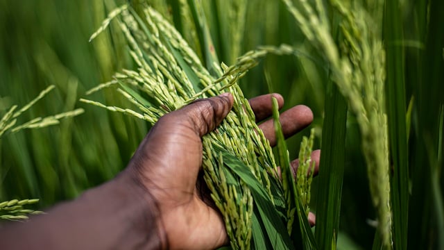 Local markets key to tackling global hunger – experts