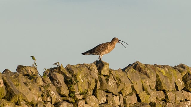 Final call issued to nominate ‘curlew conservation heroes’
