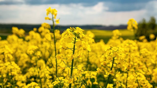 Drilling of winter oilseed rape  to get underway next week