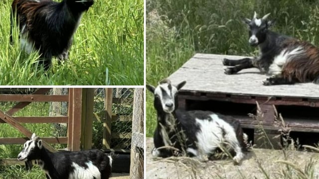 RSPCA returns 2 stolen goats to ‘relieved owners’ with 2 more still missing