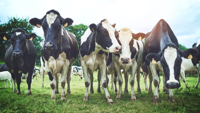 NI dairy enterprises see over £1,000 difference per cow in 2022/23