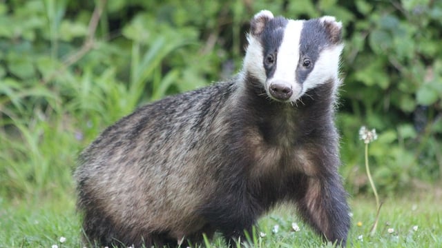 Farmer-led TB study shows badger vaccination is ‘achievable’