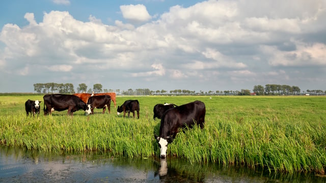 RVC awarded grants to advance vaccine research into BB and bTB