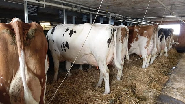 Supplying milk at a premium for Gruyere cheese with strict protocol