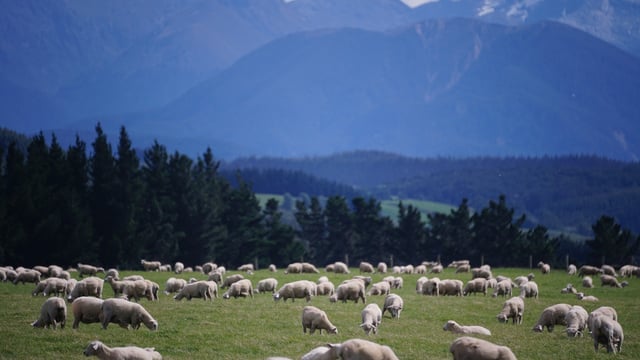 Drought drives reduction in NZ cattle and sheep numbers