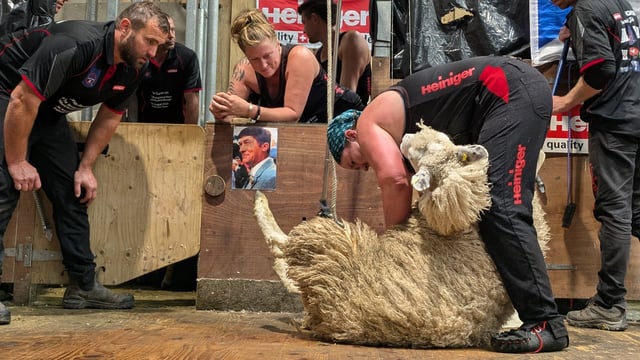 Scottish sheep shearer beats women’s shearing world record
