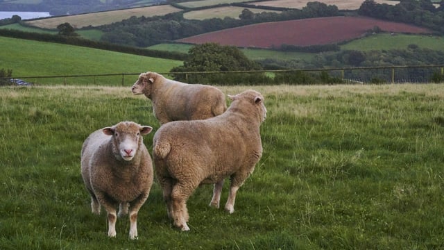 Mart dipping service fights back on sheep scab