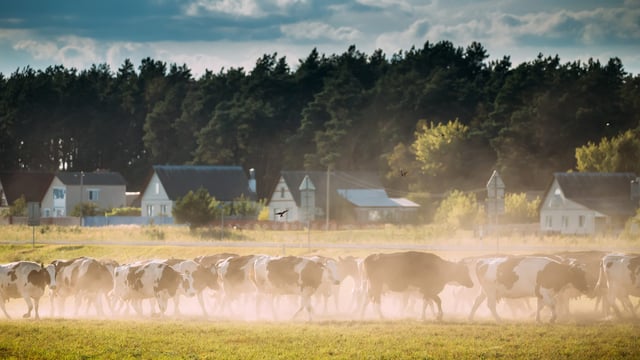 €53m Danish scheme to support more climate-friendly dairy