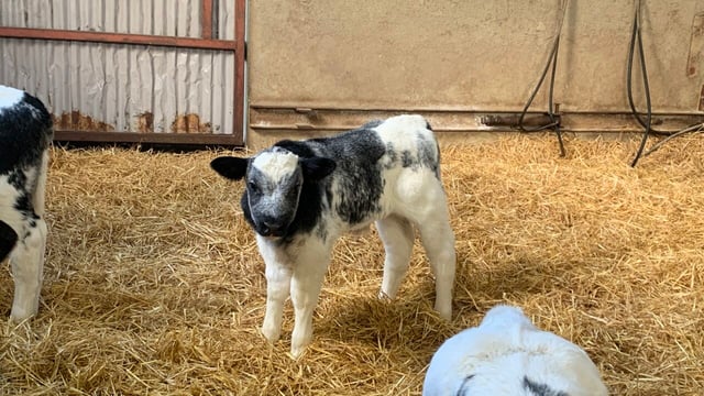 NI calf registrations drop 5.5% in first half of 2024