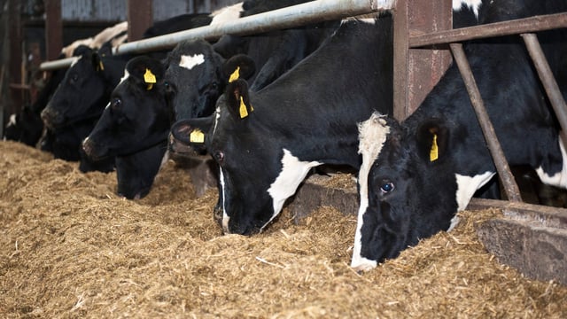 Autumn calving: Looking after the freshly calved cow