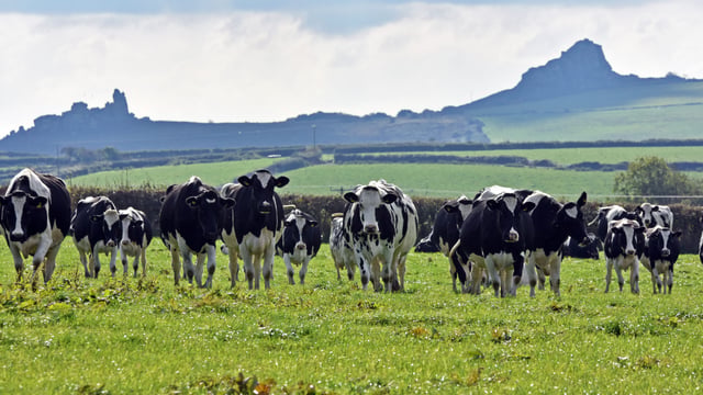 FUW will host farm visit on eve of Welsh Dairy Show 2024