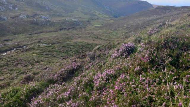 Funding allocated to five peatland restoration projects