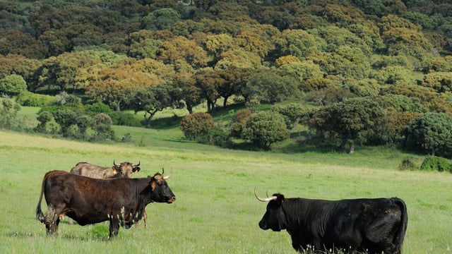 Charity aims to introduce giant cattle breed ‘Tauros’ into UK