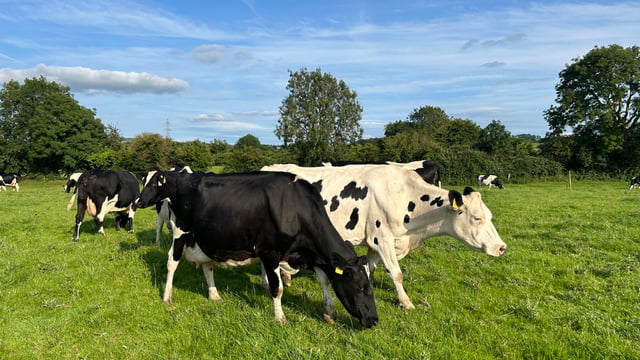 Survey findings reveal BTV-3 impact in UK